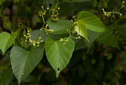 Cissus integrifolia (Bak.) Planch.的圖片