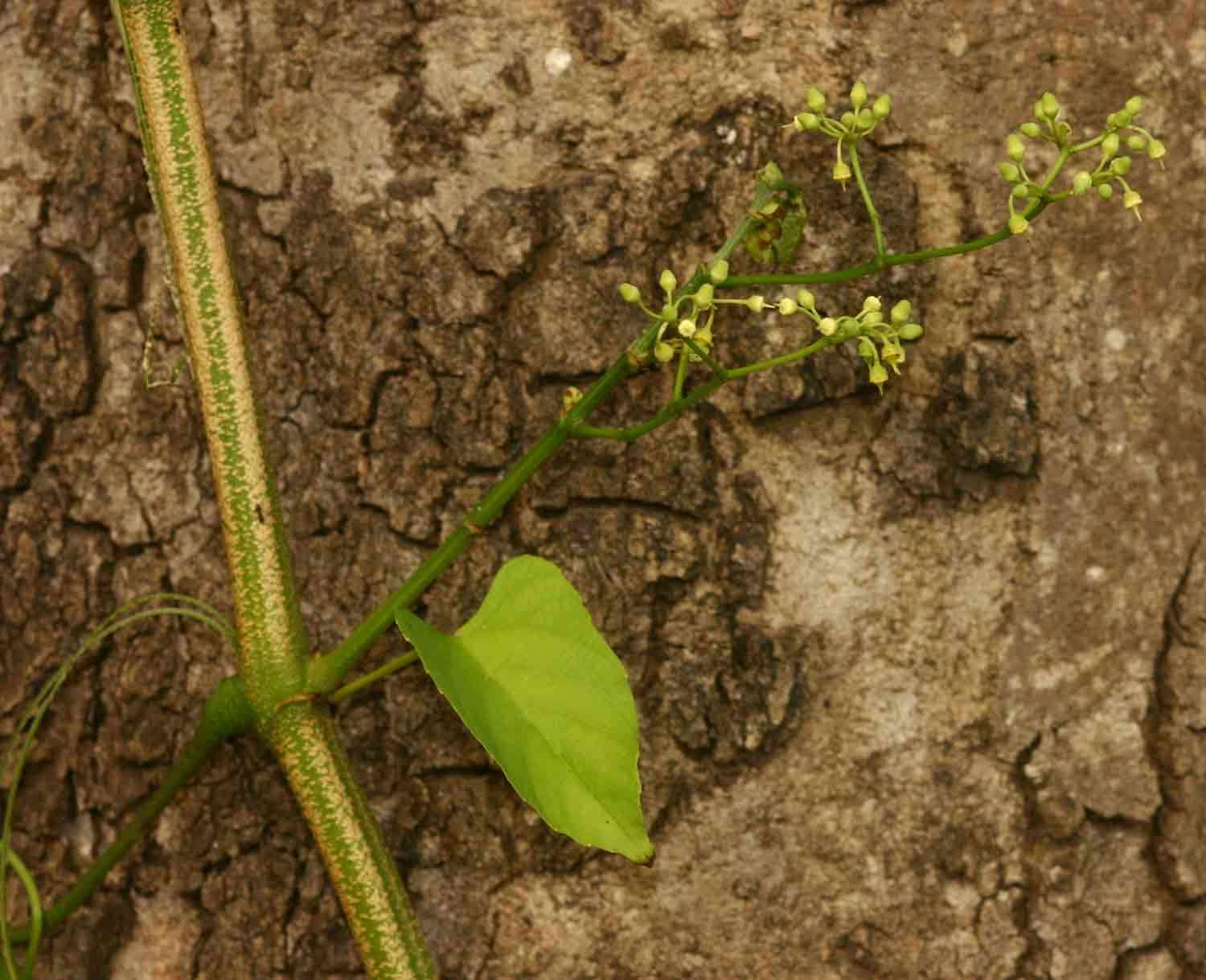 Cissus integrifolia (Bak.) Planch.的圖片