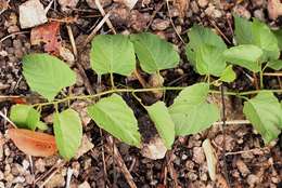 Cissus integrifolia (Bak.) Planch.的圖片