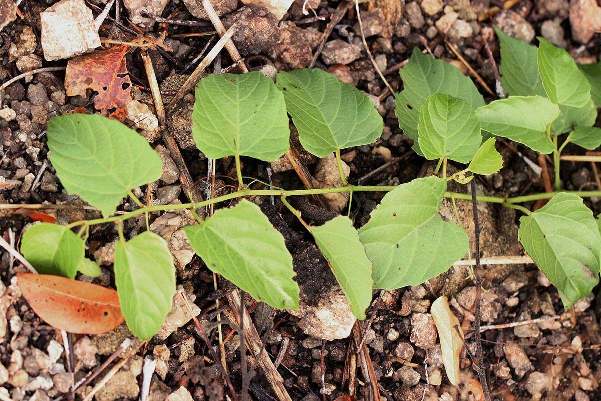 Cissus integrifolia (Bak.) Planch.的圖片