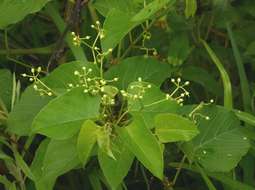 Cissus integrifolia (Bak.) Planch.的圖片