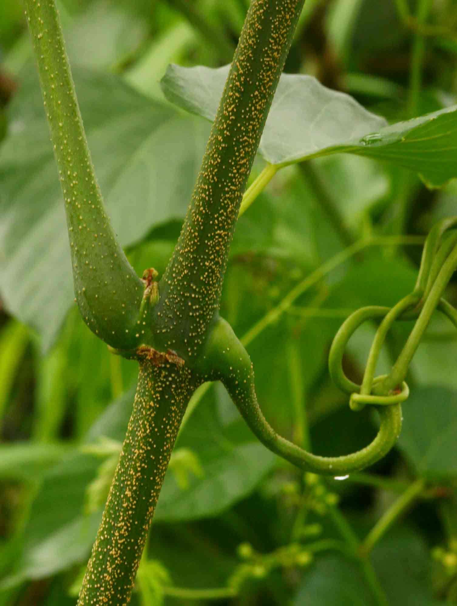 Cissus integrifolia (Bak.) Planch.的圖片