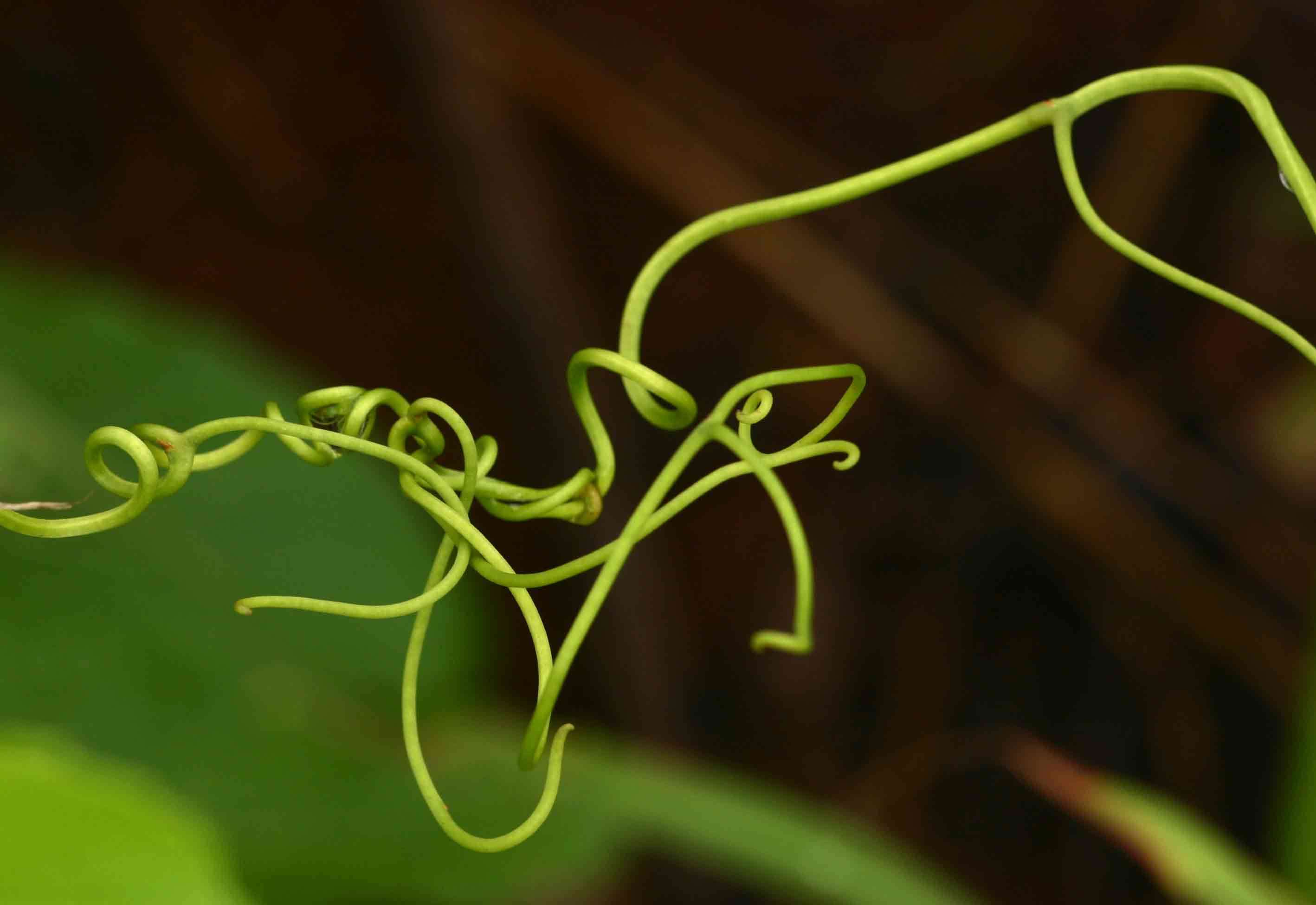 Cissus integrifolia (Bak.) Planch.的圖片