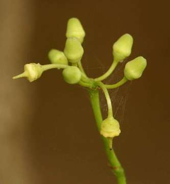 Cissus integrifolia (Bak.) Planch.的圖片