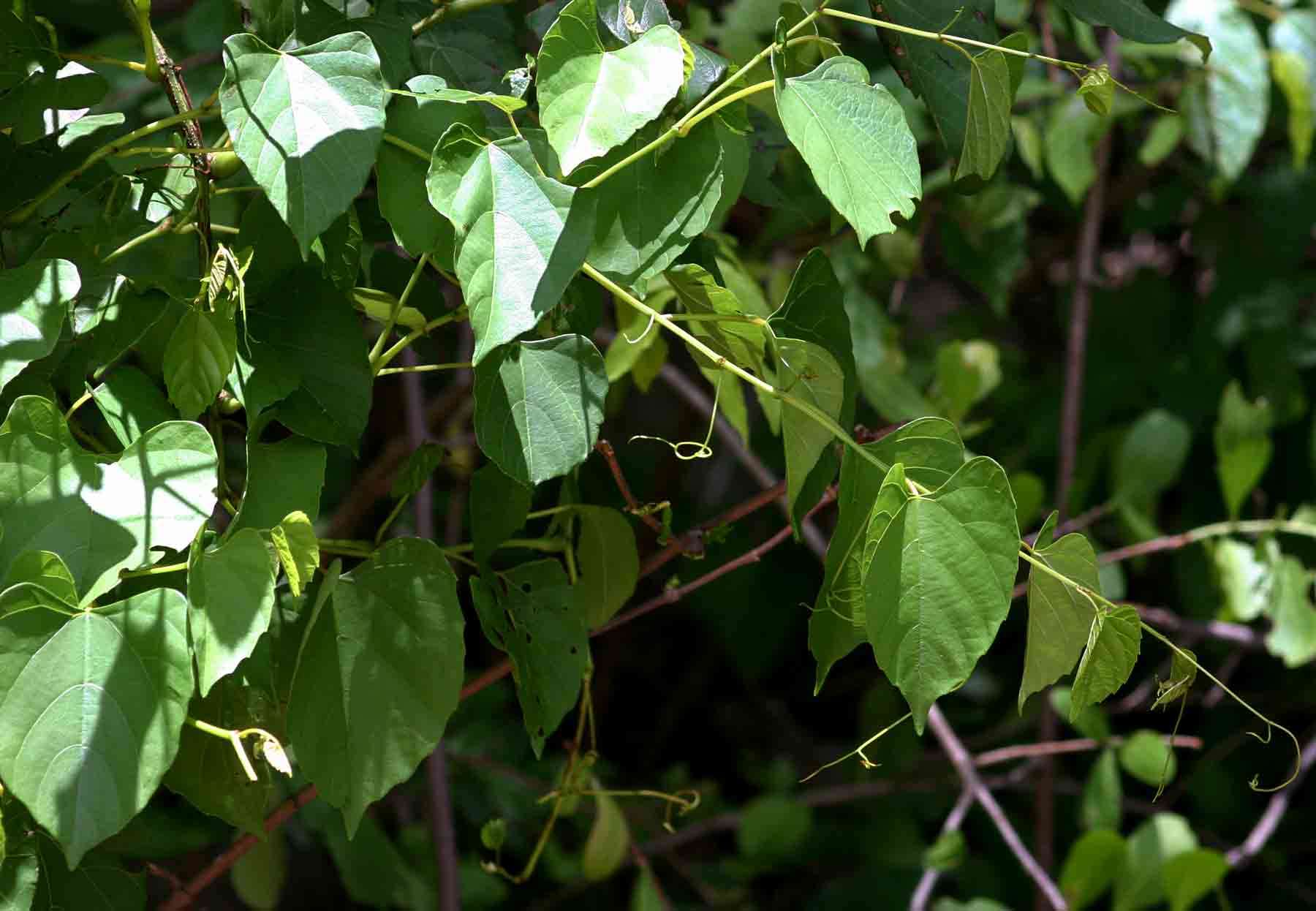 Cissus integrifolia (Bak.) Planch.的圖片