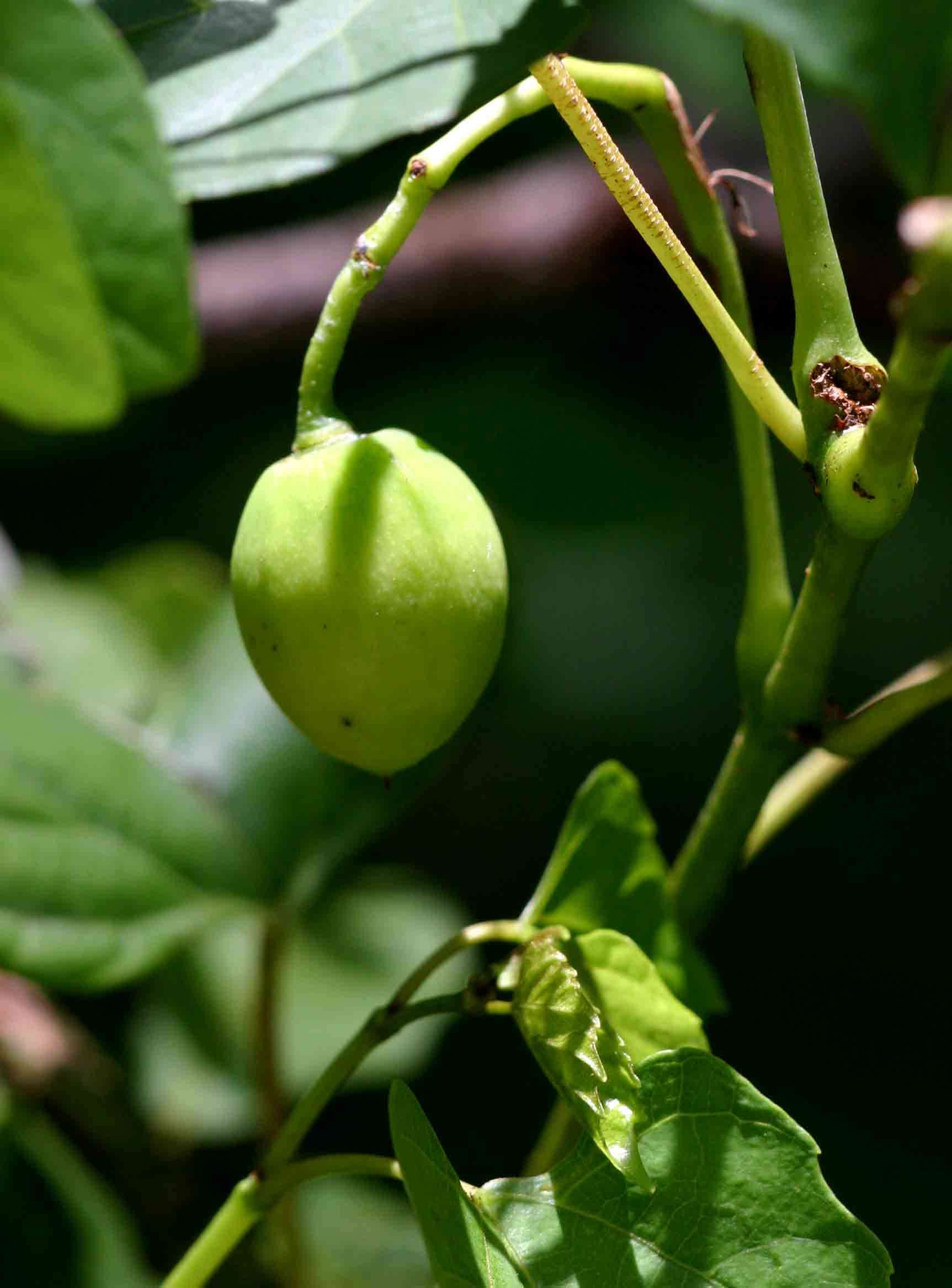 Cissus integrifolia (Bak.) Planch.的圖片