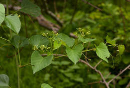 Cissus integrifolia (Bak.) Planch.的圖片