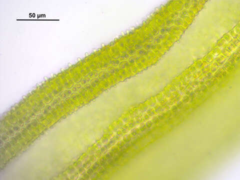 Image of orthotrichum moss