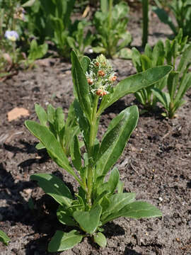 Image of garden mignonette