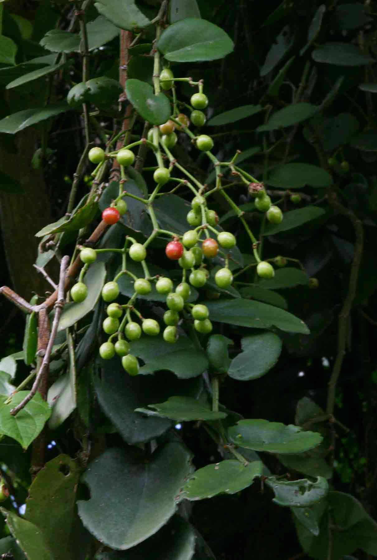 Image of Round-leaved vine