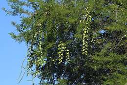 Image of Round-leaved vine