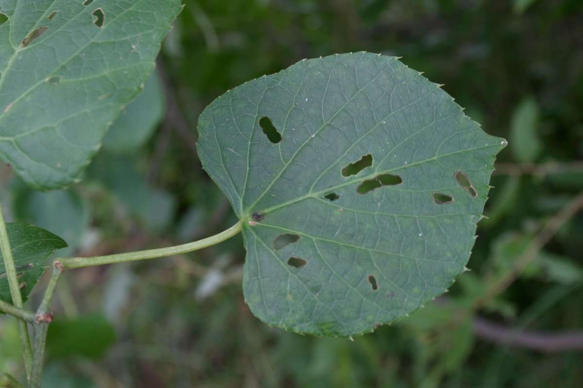 Image of Cissus welwitschii (Bak.) Planch.