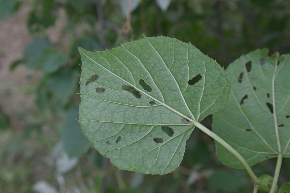 Image of Cissus welwitschii (Bak.) Planch.