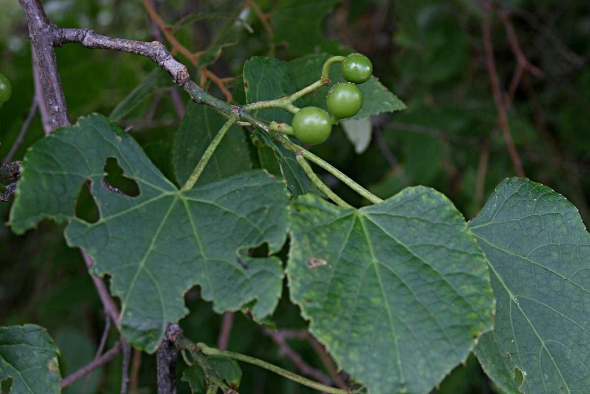 Image of Cissus welwitschii (Bak.) Planch.