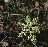 Plancia ëd Cyphostemma buchananii (Planch.) Descoings ex Wild & R. B. Drumm.