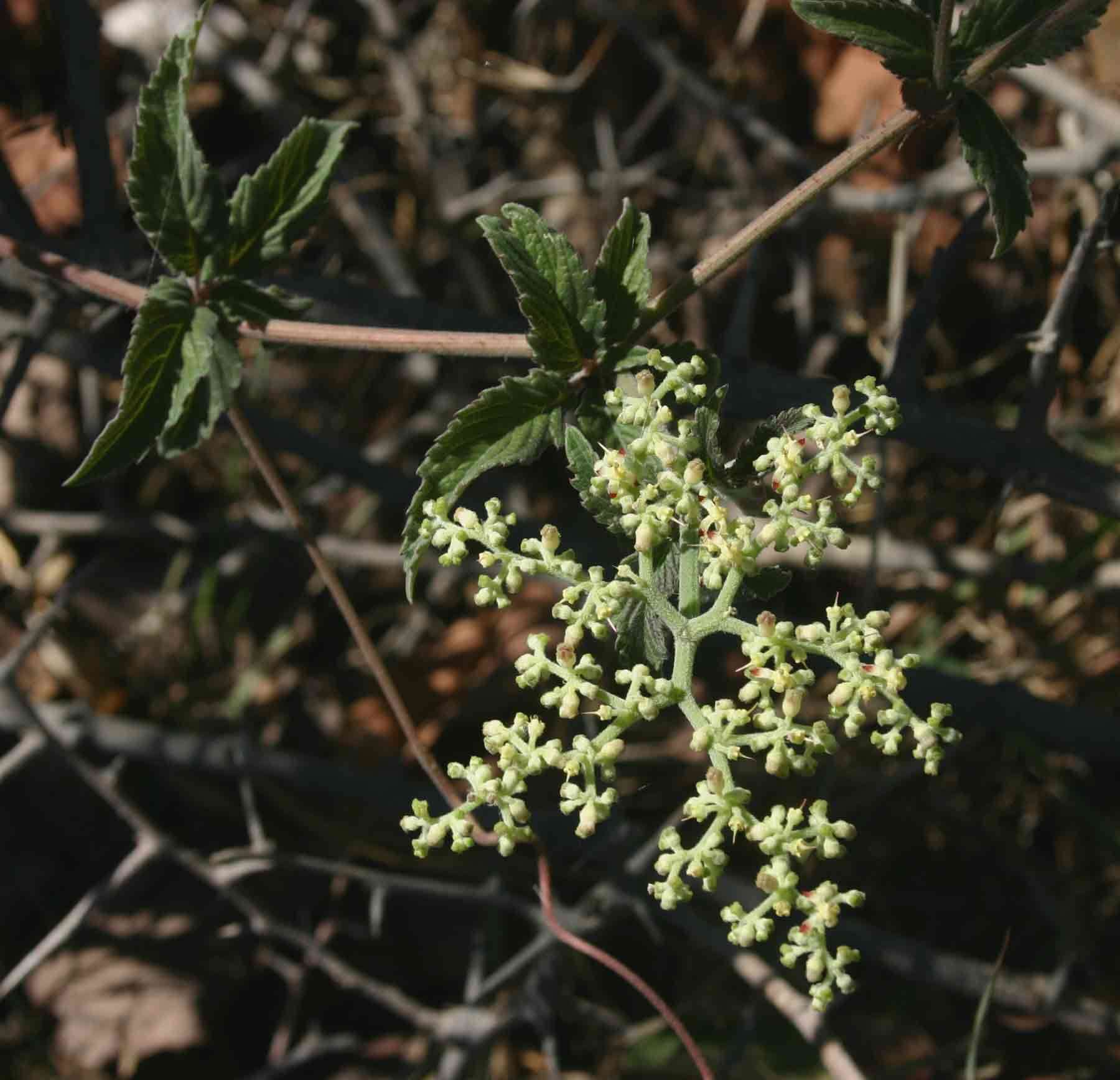 Image de Cyphostemma buchananii (Planch.) Descoings ex Wild & R. B. Drumm.