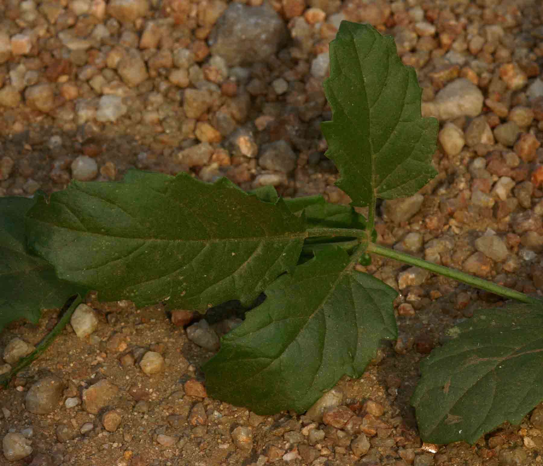 Image de Cyphostemma congestum (Bak.) Descoings ex Wild & R. B. Drumm.