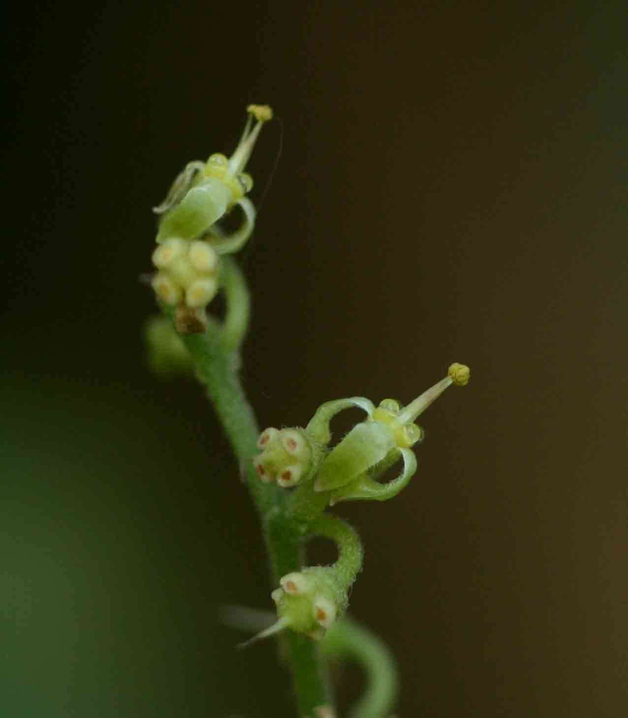 Plancia ëd Cyphostemma congestum (Bak.) Descoings ex Wild & R. B. Drumm.