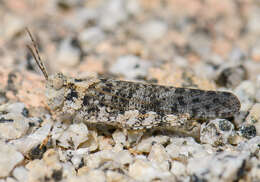 Image of Shasta Grasshopper