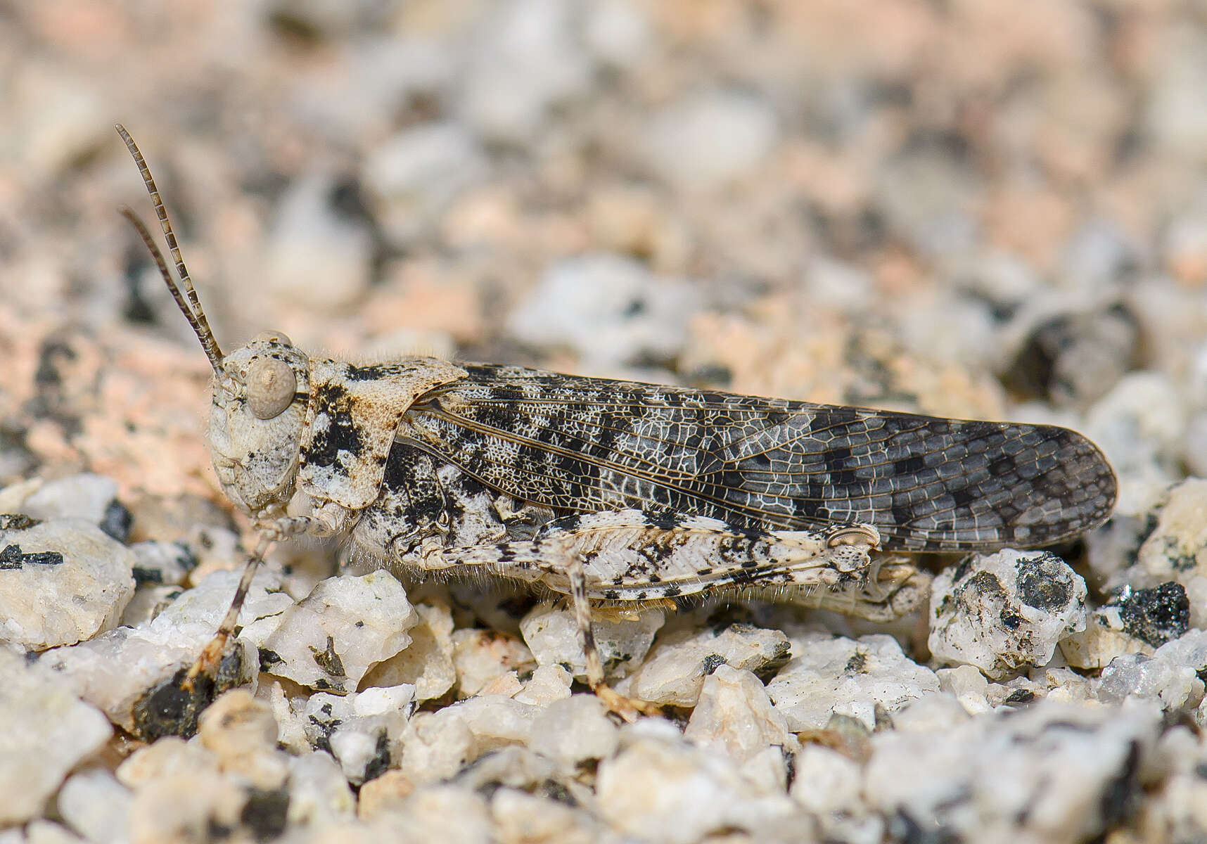 Image of Shasta Grasshopper