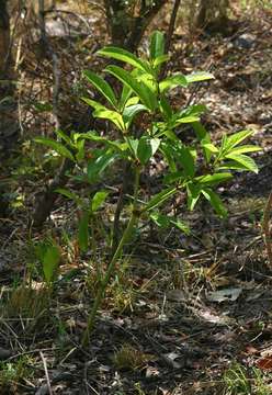 Image of Cyphostemma crotalarioides (Planch.) Descoings ex Wild & R. B. Drumm.