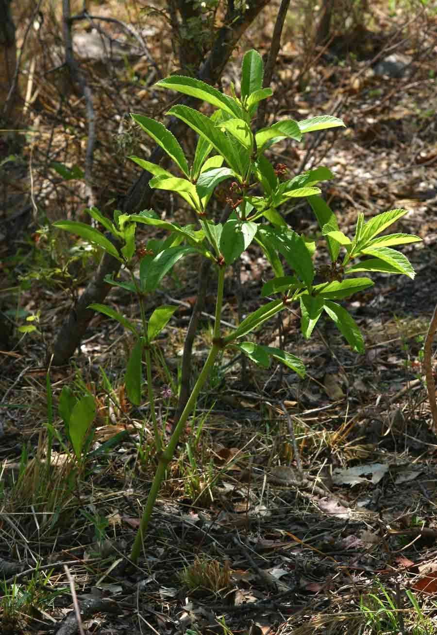 Cyphostemma crotalarioides (Planch.) Descoings ex Wild & R. B. Drumm. resmi