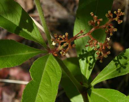 Image of Cyphostemma crotalarioides (Planch.) Descoings ex Wild & R. B. Drumm.