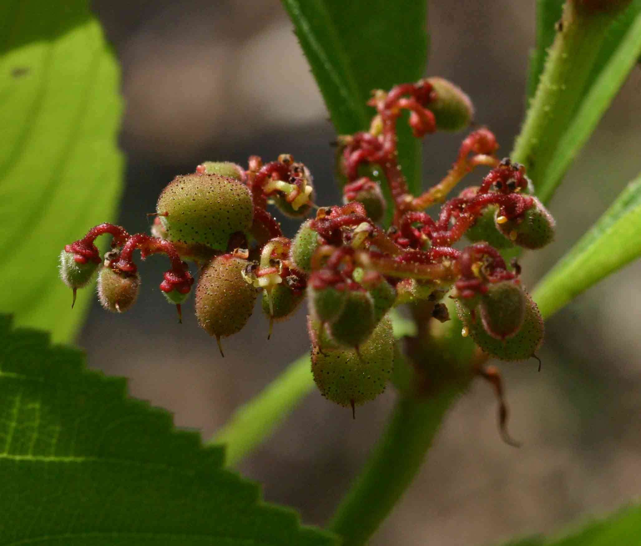 Image of Cyphostemma crotalarioides (Planch.) Descoings ex Wild & R. B. Drumm.