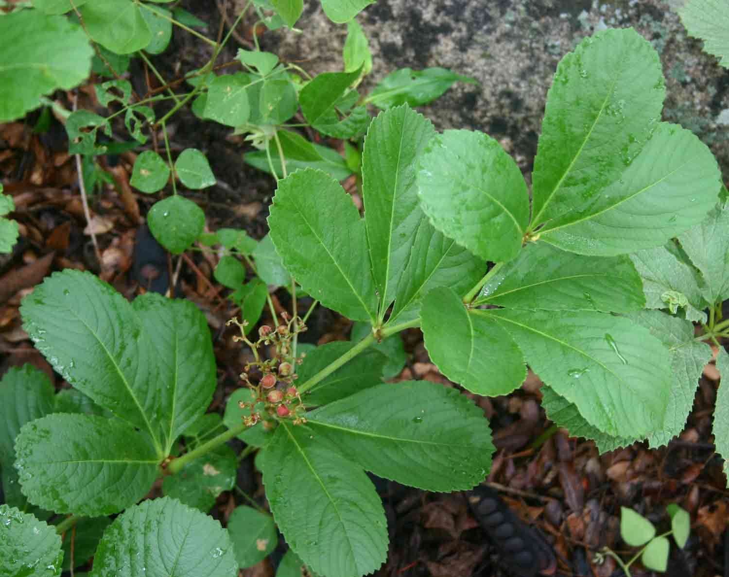 Cyphostemma crotalarioides (Planch.) Descoings ex Wild & R. B. Drumm. resmi