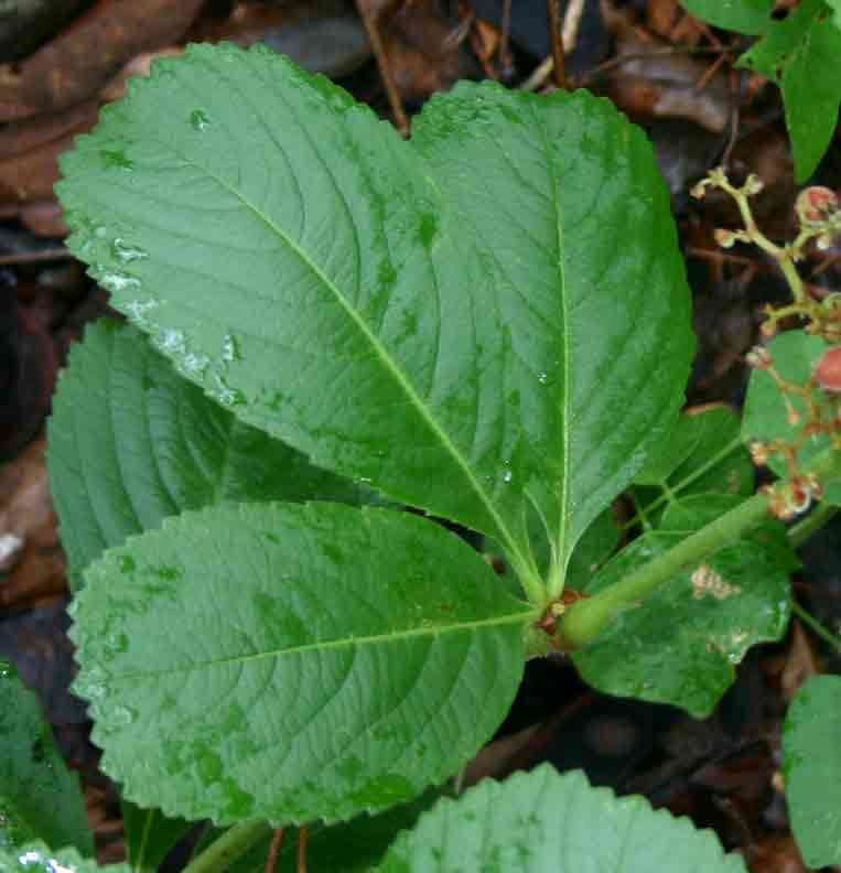 Image of Cyphostemma crotalarioides (Planch.) Descoings ex Wild & R. B. Drumm.