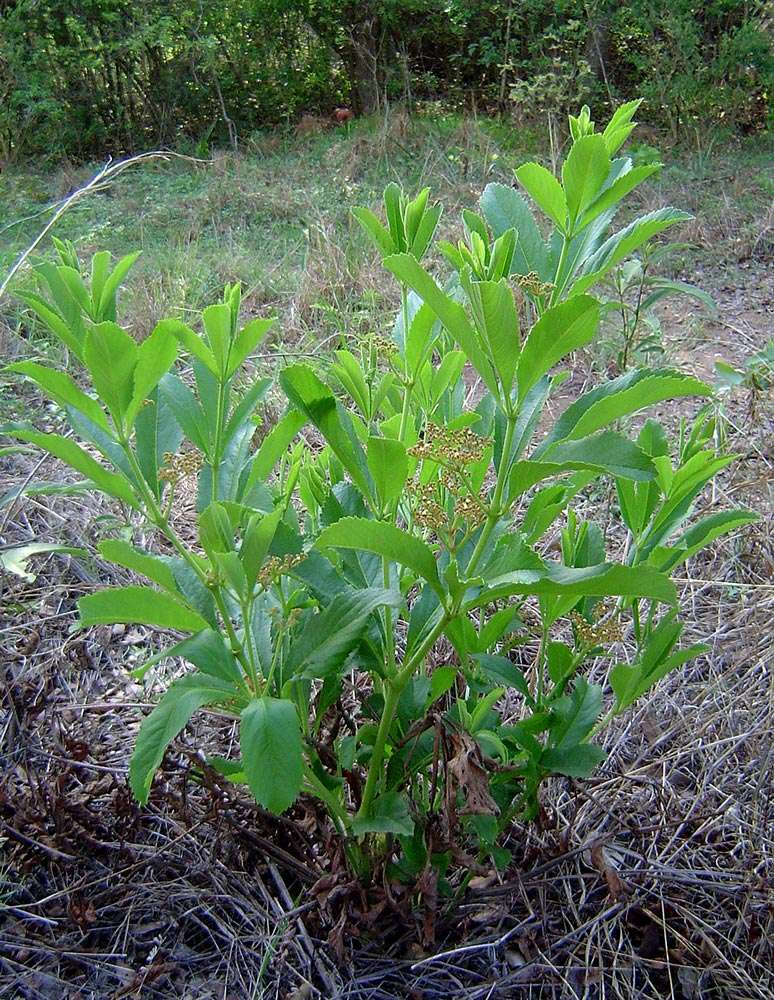 Cyphostemma crotalarioides (Planch.) Descoings ex Wild & R. B. Drumm. resmi