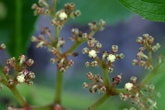 Image of Cyphostemma crotalarioides (Planch.) Descoings ex Wild & R. B. Drumm.