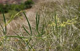 Image de Cyphostemma graniticum (Wild & R. B. Drumm.) Wild & R. B. Drumm.