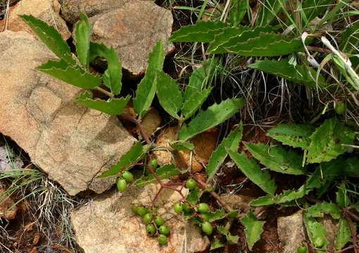 Cyphostemma humile (N. E. Broton) Descoings resmi