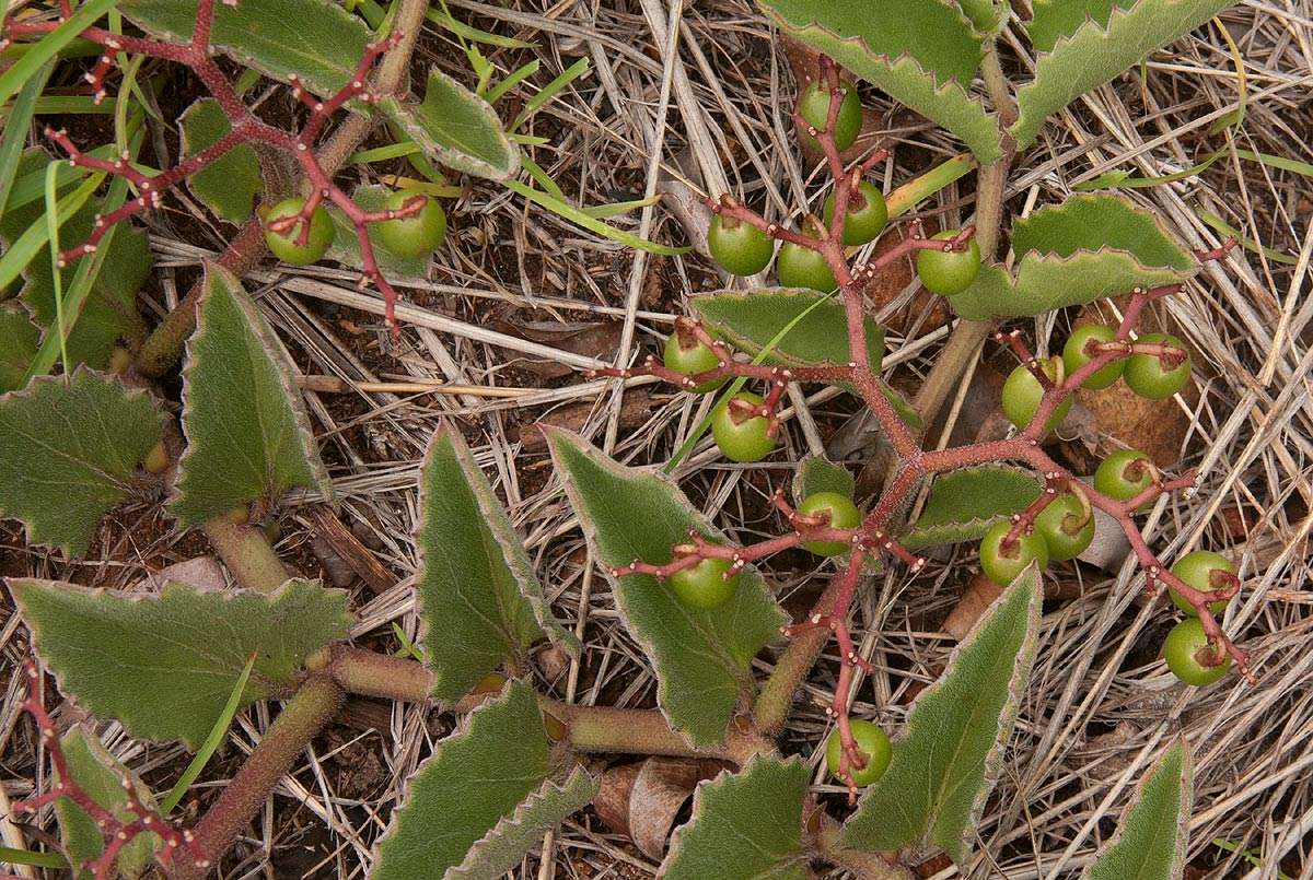 Plancia ëd Cyphostemma humile (N. E. Broton) Descoings