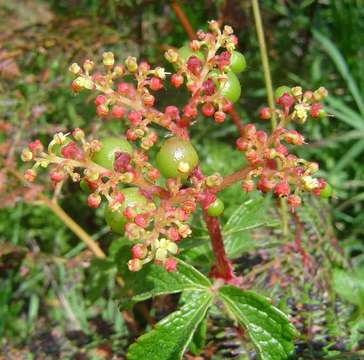 Image of Cyphostemma montanum Wild & R. B. Drumm.