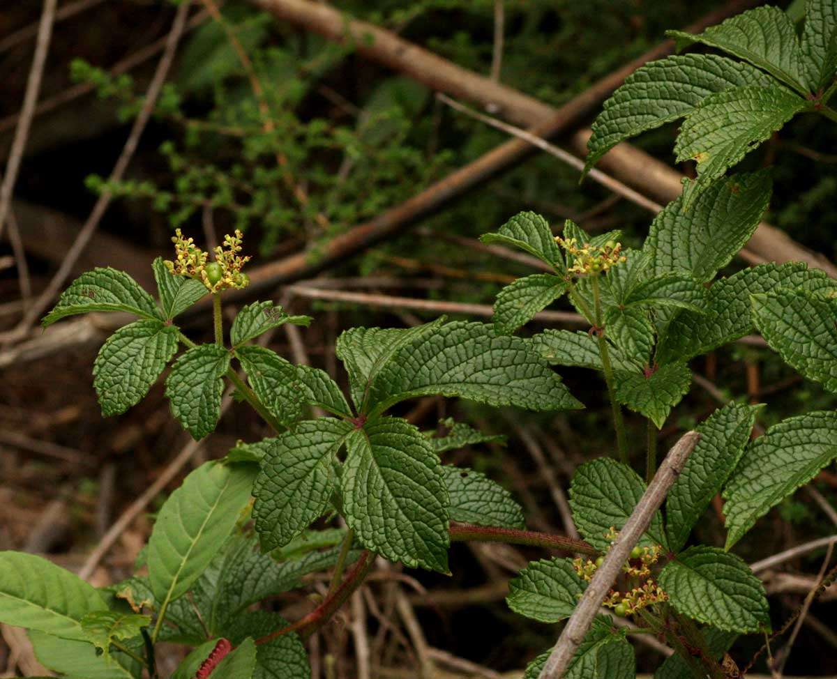 Image of Cyphostemma montanum Wild & R. B. Drumm.