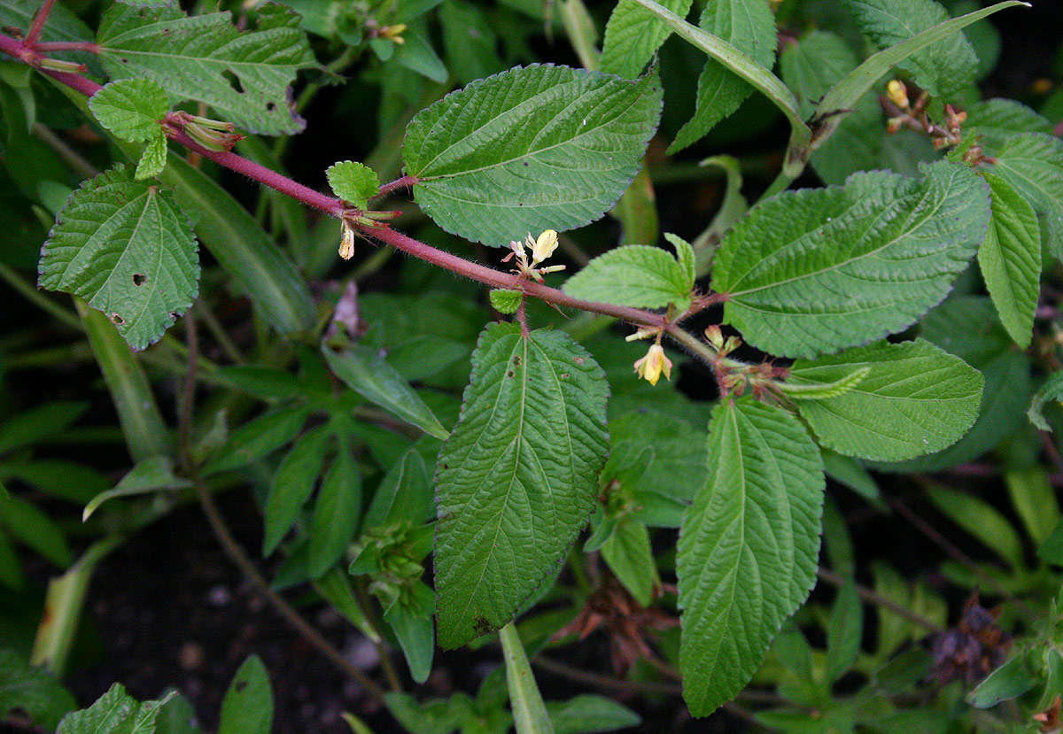 Imagem de Corchorus aestuans L.