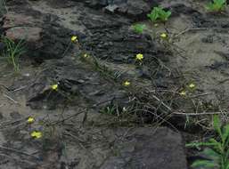 Image of Corchorus asplenifolius Burch.