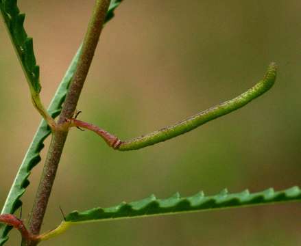 Imagem de Corchorus asplenifolius Burch.