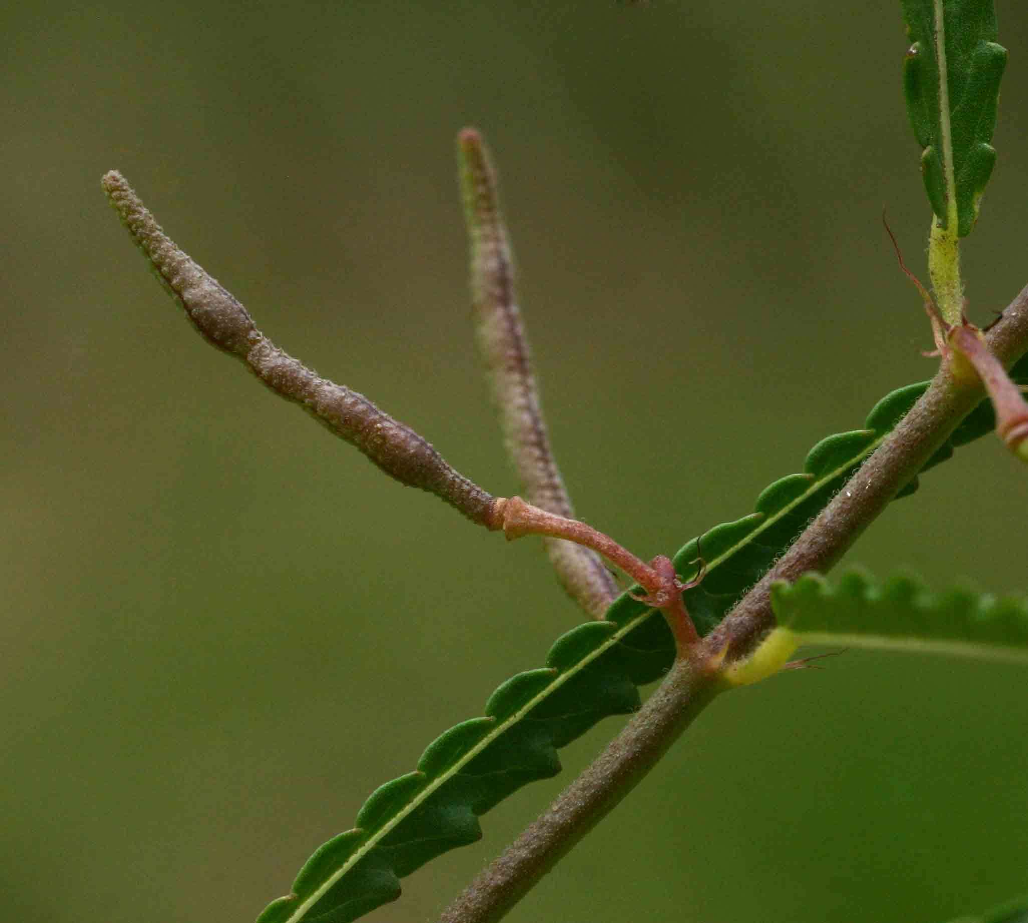 Image of Igusha spinach