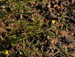 Image of Corchorus asplenifolius Burch.