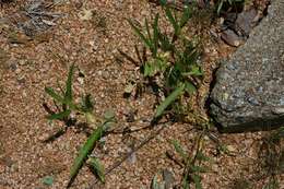 Image of Igusha spinach