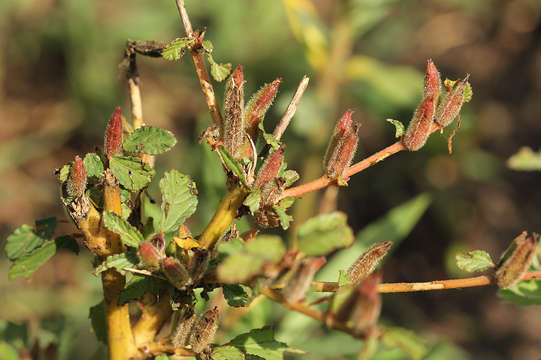 Image of Corchorus fascicularis Lam.