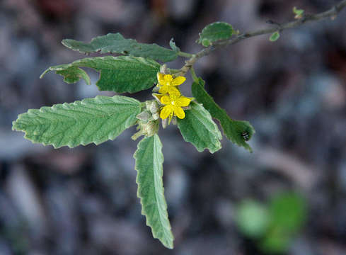 Image of Corchorus kirkii N. E. Br.