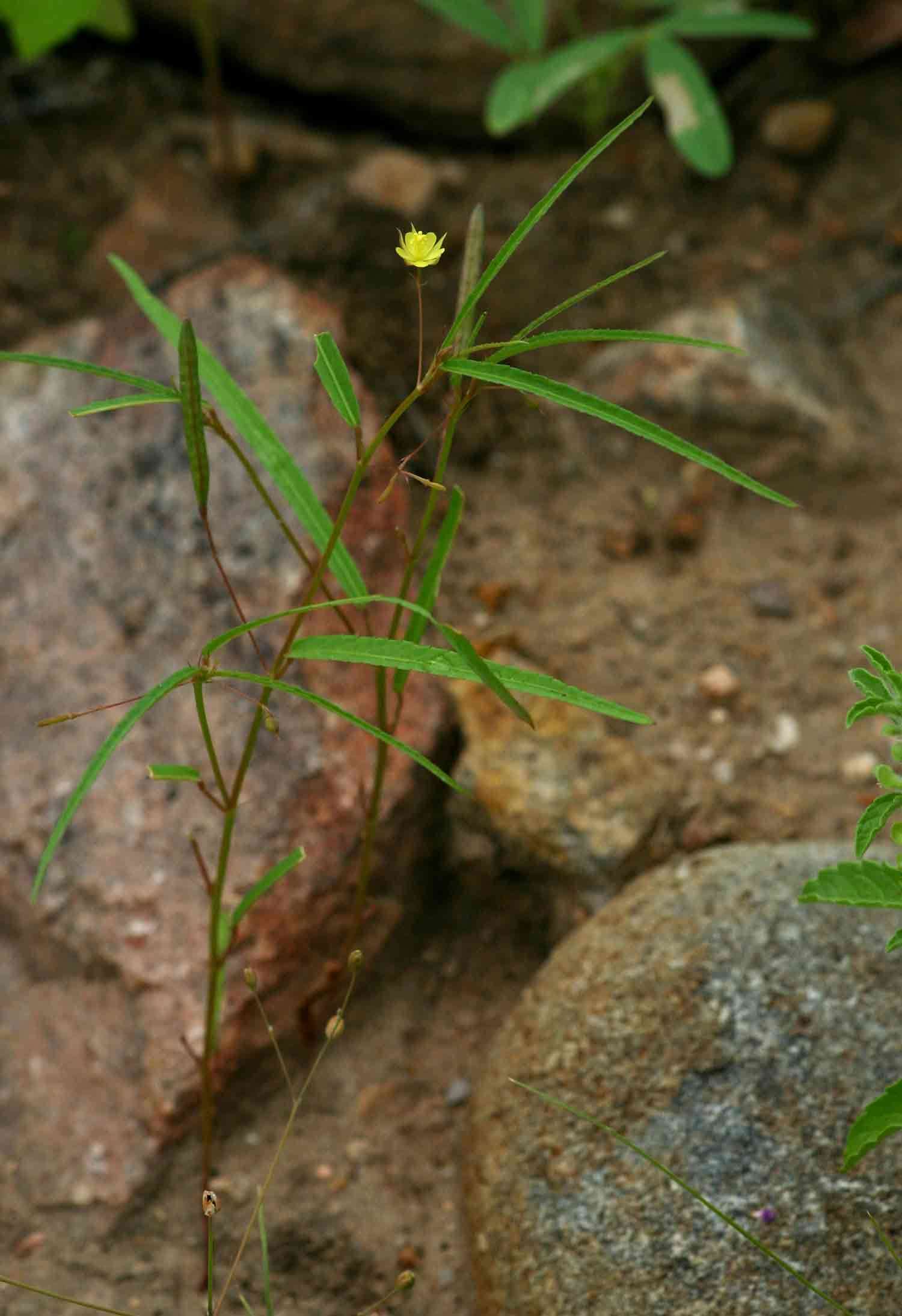 Image of Corchorus longipedunculatus Mast.