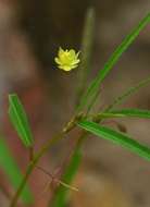 Image of Corchorus longipedunculatus Mast.