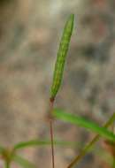 Image of Corchorus longipedunculatus Mast.