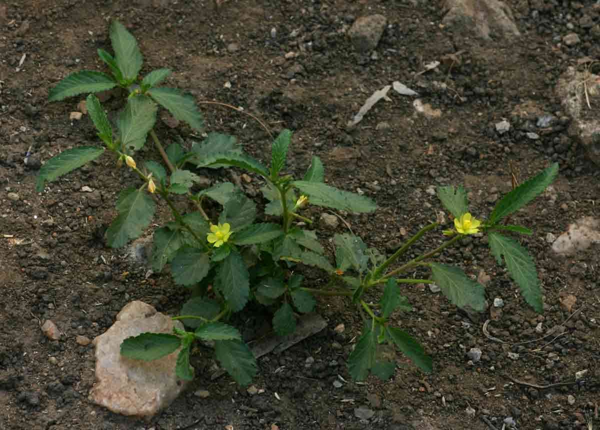 Plancia ëd Corchorus schimperi Cufod.