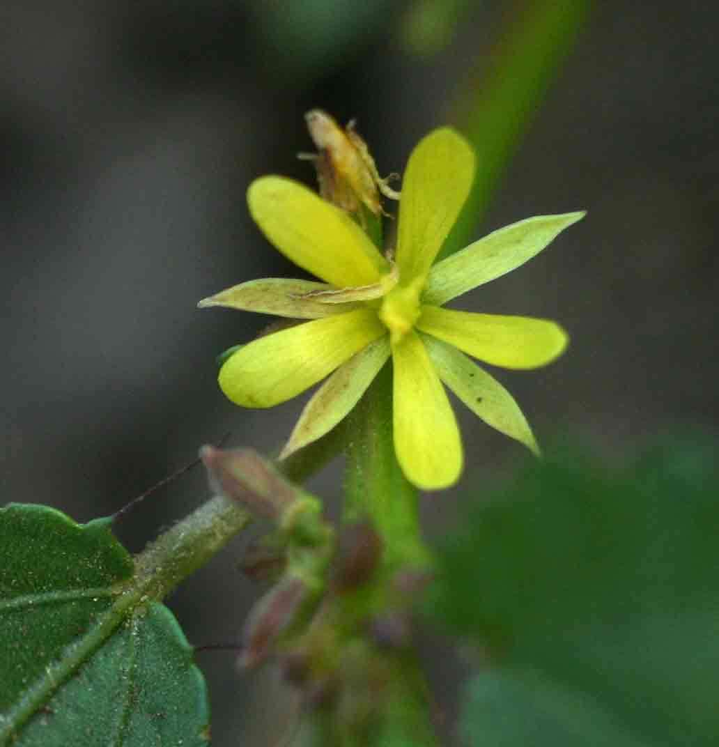 Plancia ëd Corchorus schimperi Cufod.